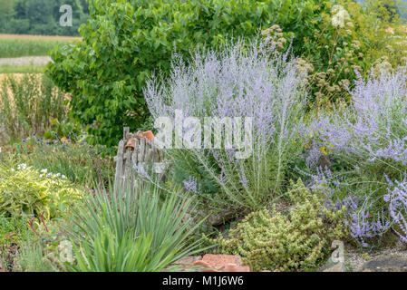 Blue Diamond (perovskia Blue Spire), Blauraute (perovskia Blue Spire) Stockfoto