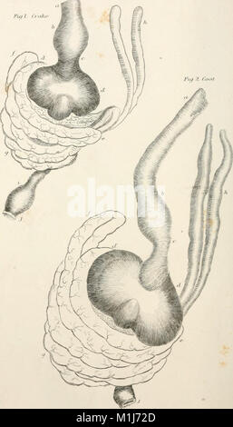 Eine Geschichte der britischen Vögel, Indigenen und Zugvögel - einschließlich ihrer Organisation, Gewohnheiten und Beziehungen; Erläuterungen über die Klassifizierung und Nomenklatur; ein Konto der Hauptorgane der Vögel, und (14563321059) Stockfoto