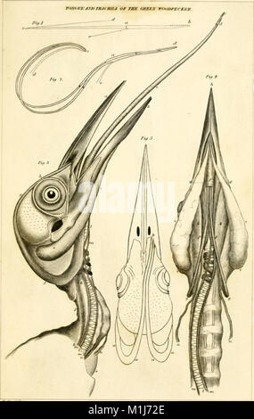 Diese Arbeit beschäftigt sich mit der Geschichte der britischen Vögel und deckt sowohl einheimische als auch wandernde Arten ab. Sie enthält detaillierte Informationen zu ihrem Verhalten, ihrer Klassifizierung und Anatomie sowie zu ihren ökologischen Beziehungen und Rollen in der Umwelt. Stockfoto