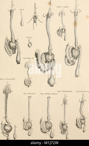 Diese umfassende Arbeit liefert eine Geschichte britischer Vögel, die sowohl einheimische als auch wandernde Arten, ihr Verhalten, ihre Klassifikation und physiologische Merkmale abdeckt. Stockfoto