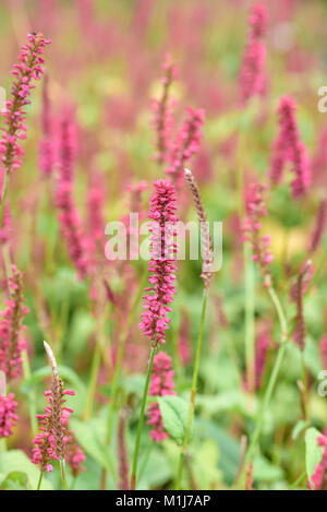 Kerzen (POLYGONUM Persicaria Ampl Xica Ulis Speciosa), (Kerzenknöterich Persicaria amplexicaulis Speciosa) Stockfoto