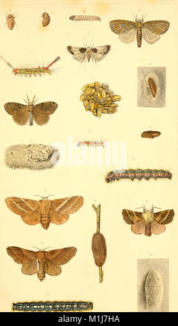 Eine Abhandlung über einige der Insekten, die Vegetation (1862) (14741343866) Stockfoto