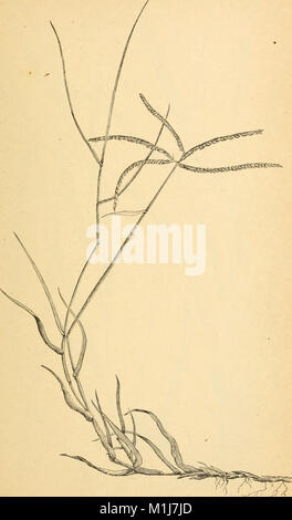 Landwirtschaftlichen Gräsern und Futterpflanzen der Vereinigten Staaten; und diese fremden Arten als wurden eingeführt (1889) (14577669019) Stockfoto