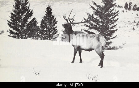 Eine beschreibende Analyse der forstlichen Ressourcen von Montana (1975) (20682962318) Stockfoto