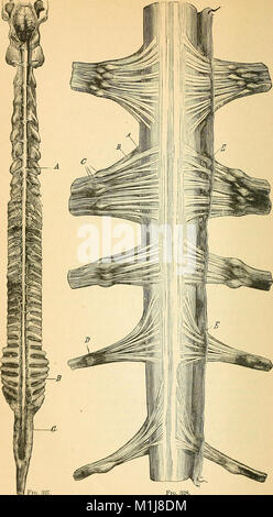 Ein Lehrbuch der vergleichenden Physiologie für Studierende und Praktiker der vergleichenden (Veterinärwesen) Medizin (1890) (14576828040) Stockfoto