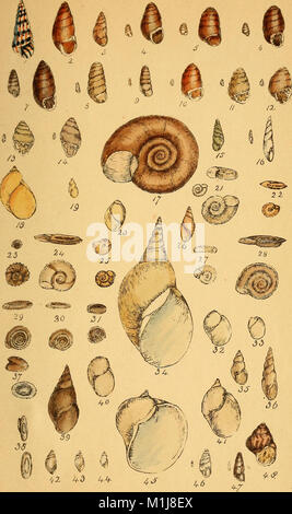 Dieses Handbuch aus dem Jahr 1858 bietet detaillierte Beschreibungen und Abbildungen verschiedener Arten britischer Land- und Süßwasserschalen, die bei der Identifizierung und Untersuchung von Weichtieren helfen. Stockfoto