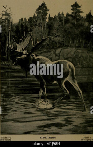 Andersch bros. Jäger und Fallensteller Anleitung das Fell der Tiere von Nordamerika die Felle, die haben einen Marktwert (1906) (18007786760) Stockfoto