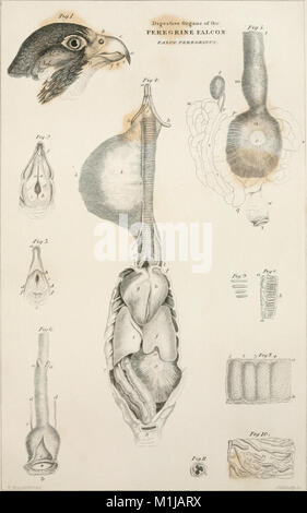Dieses Buch enthält eine detaillierte Geschichte britischer Vögel, sowohl indigene als auch wandernde Vögel. Sie umfasst ihr Verhalten, ihre Klassifizierung und ihre anatomischen Merkmale und bietet Einblicke in ihre ökologischen Rollen und Klassifizierungssysteme. Stockfoto
