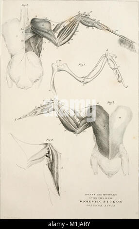 Eine Geschichte der britischen Vögel, Indigenen und Zugvögel - einschließlich ihrer Organisation, Gewohnheiten und Beziehungen; Erläuterungen über die Klassifizierung und Nomenklatur; ein Konto der Hauptorgane der Vögel, und (14564316949) Stockfoto