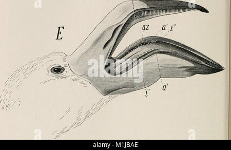 Allgemeine Zoologie und Abstammungslehre (1922-1924) (18110467255) Stockfoto
