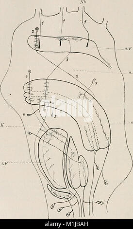 Allgemeine Zoologie und Abstammungslehre (1922-1924) (17490487323) Stockfoto