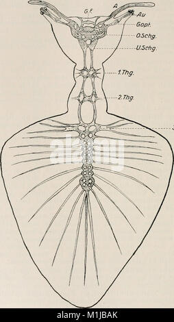 Allgemeine Zoologie und Abstammungslehre (1922-1924) (18111038985) Stockfoto