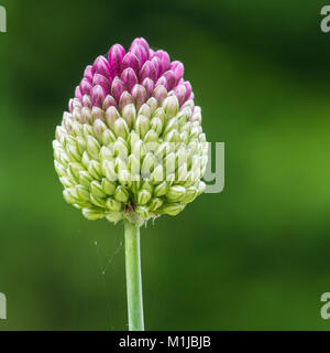 Eine Makroaufnahme eines allium Blütenknospe. Stockfoto