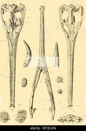 Ein beschreibender Katalog der marinen Reptilien des Oxford clay. Auf dem Leeds Sammlung im British Museum (Natural History), London (1910) (20687022809) Stockfoto