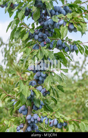 Haroma Wermut (Prunus domestica), Zwetsche (Prunus domestica Haroma) Stockfoto