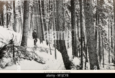 American Forests ist eine umfassende Studie über die Wälder in den Vereinigten Staaten, in der die Arten von Wäldern, Baumarten, Waldökosysteme und die Rolle der Wälder in amerikanischen Landschaften detailliert beschrieben werden. Das Buch behandelt die ökologische, ökologische und wirtschaftliche Bedeutung von Wäldern in den USA Stockfoto