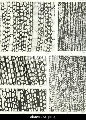 Diese Studie aus dem Jahr 1906 konzentriert sich auf amerikanische fossile Zykaden und bietet detaillierte Beschreibungen und Illustrationen dieser alten Pflanzen, ihrer fossilen Überreste und ihrer Bedeutung für das Verständnis prähistorischer Ökosysteme. Stockfoto