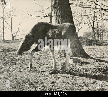 Amerikanische Tiere - ein beliebter Leitfaden für die Säugetiere von Nordamerika nördlich von Mexiko, mit intimen Biographien der bekannten Arten (1904) (17490288703) Stockfoto