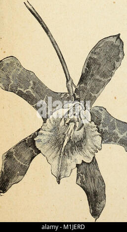 Ein Katalog von Orchideen für 1890, kultiviert und für den Verkauf von John Saul, Gärtnerei, seedmsman und Blumenladen, Washington, D.C (1890) (20583341455) Stockfoto