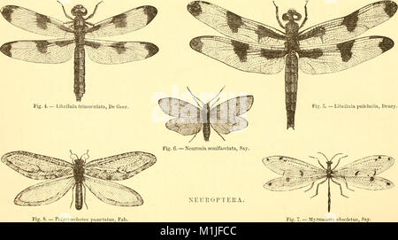 Eine Abhandlung über einige der Insekten, die Vegetation (1862) (14764308995) Stockfoto