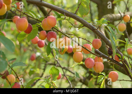 Chinesische Pflaume (Prunus Sali Cina), chinesische Pflaume (Prunus salicina) Stockfoto