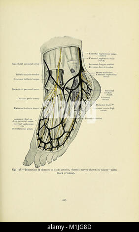 Ein text-Buch der klinischen Anatomie - für Studenten und Praktiker (1907) (14594169167) Stockfoto