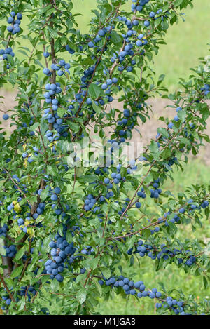 Schlehe (Prunus Spinosa), Schlehe (Prunus spinosa) Stockfoto