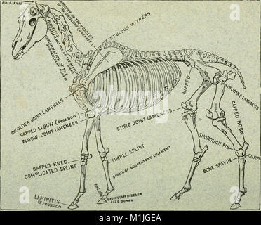 Eine Abhandlung über das Pferd und seine Krankheiten (1879) (14779166871) Stockfoto