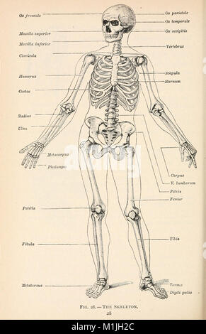 Biologie der Tiere; Menschliche Biologie. Die Teile II und III der erste Kurs in der Biologie (1910) (18011262079) Stockfoto