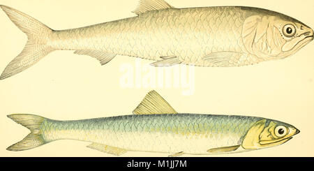 Eine Geschichte von den Fischen der britischen Inseln (1862) (14776356512) Stockfoto