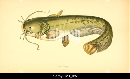 Eine Geschichte von den Fischen der britischen Inseln (1862) (14773541601) Stockfoto