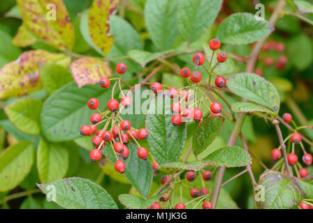 Viele blutige Rose (rosa multi-flora), Vielblütige Rose (Rosa multiflora) Stockfoto