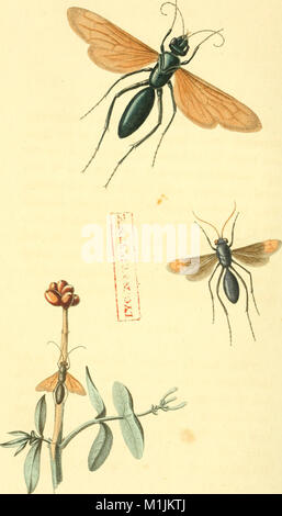 Amerikanischen Entomologie oder Beschreibungen der Insekten von Nordamerika - illustriert mit farbigen Abbildungen von original Zeichnungen nach der Natur (1824) 17931291528 (ausgeführt) Stockfoto