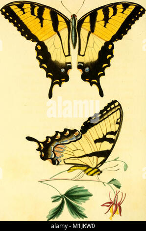 Amerikanischen Entomologie oder Beschreibungen der Insekten von Nordamerika - illustriert mit farbigen Abbildungen von original Zeichnungen nach der Natur (1824) 18119880351 (ausgeführt) Stockfoto