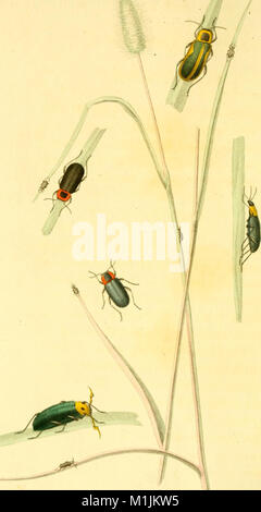 Amerikanischen Entomologie oder Beschreibungen der Insekten von Nordamerika - illustriert mit farbigen Abbildungen von original Zeichnungen nach der Natur (1824) 17930968888 (ausgeführt) Stockfoto