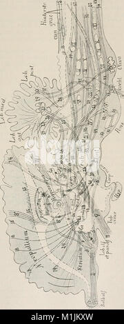 *Allgemeine Zoologie und Abstammungslehre* (1922–1924) ist eine umfassende Arbeit zur Zoologie und Evolutionstheorie, die Tierarten, ihre Klassifikationen und Theorien zur Artenentwicklung erforscht. Stockfoto
