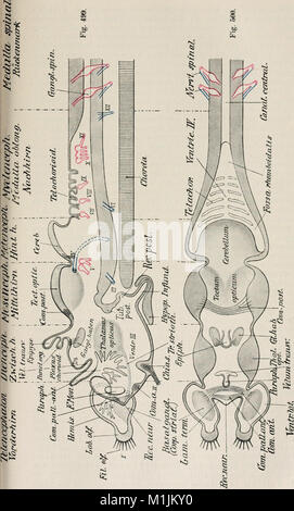 Die Allgemeine Zoologie und Abstammungslehre, erschienen zwischen 1922 und 1924, thematisiert Themen der Zoologie und Evolutionstheorie mit Schwerpunkt auf Tierklassifizierung, Verhalten und evolutionären Prozessen. Sie behandelt Aspekte der Vererbung, der natürlichen Zuchtwahl und der Artenentwicklung. Stockfoto