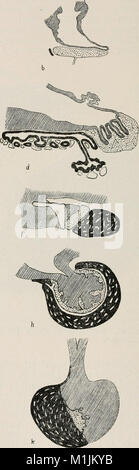 Allgemeine Zoologie und Abstammungslehre (1922-1924) (18112322131) Stockfoto