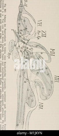 Die Allgemeine Zoologie und Abstammungslehre (1922-1924) ist eine umfassende Arbeit zur Zoologie und Evolutionstheorie, die sich mit der Klassifizierung von Tieren, der Evolutionsbiologie und der Entwicklung von Arten befasst. Stockfoto