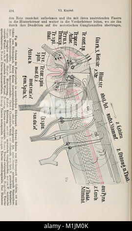 Allgemeine Zoologie und Abstammungslehre (1922-1924) (18111252615) Stockfoto