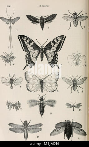 Allgemeine Zoologie und Abstammungslehre (1922-1924) (18107400422) Stockfoto