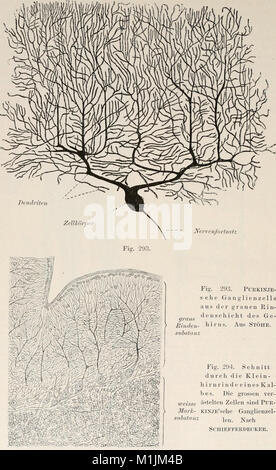 Allgemeine Physiologie. Ein Grundriss der Lehre vom Leben (1901) (18107023542) Stockfoto