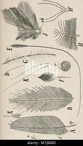 Allgemeine Zoologie und Abstammungslehre (1922-1924) (18107022572) Stockfoto