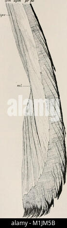 Die Allgemeine Zoologie und Abstammungslehre (1922-1924) ist eine umfassende Arbeit zur Zoologie und Evolutionstheorie, die Einblicke in die Klassifizierung und Herkunft von Tierarten bietet. Stockfoto