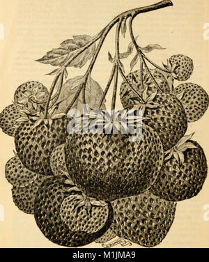 Allens Beschreibender Katalog der Wahl Erdbeerpflanzen - gewachsen und zum Verkauf von W. F. Allen, Jr (1893) (17486442093) Stockfoto