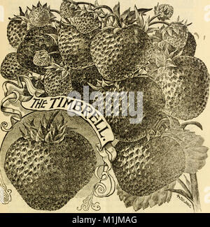 Allens Beschreibender Katalog der Wahl Erdbeerpflanzen - gewachsen und zum Verkauf von W. F. Allen, Jr (1895) (17919295750) Stockfoto
