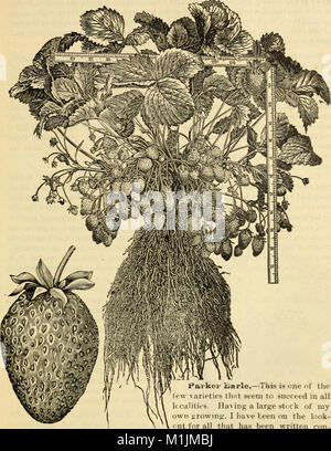 Allens Beschreibender Katalog der Wahl Erdbeerpflanzen - gewachsen und zum Verkauf von W. F. Allen, Jr (1893) (17919294640) Stockfoto