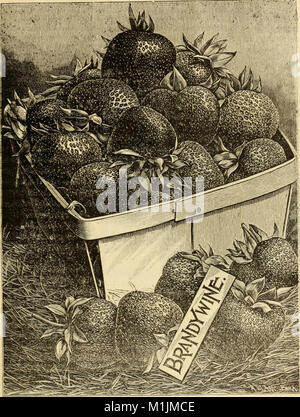 Allens Beschreibender Katalog der Wahl Erdbeerpflanzen - gewachsen und zum Verkauf von W. F. Allen, Jr (1896) (17919254680) Stockfoto