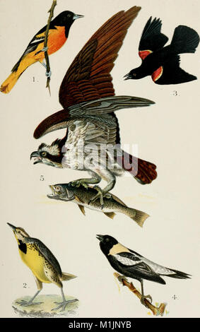 Ein beliebtes Handbuch der Ornithologie des östlichen Nordamerika (1896) (14750111872) Stockfoto