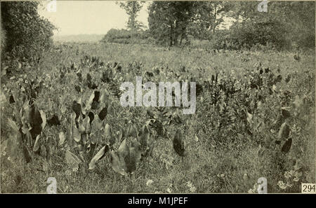 Tierische Gemeinschaften in gemäßigten Amerika - wie in der Region Chicago, Ill.; eine Studie in der tierökologie (1937) (18196628985) Stockfoto